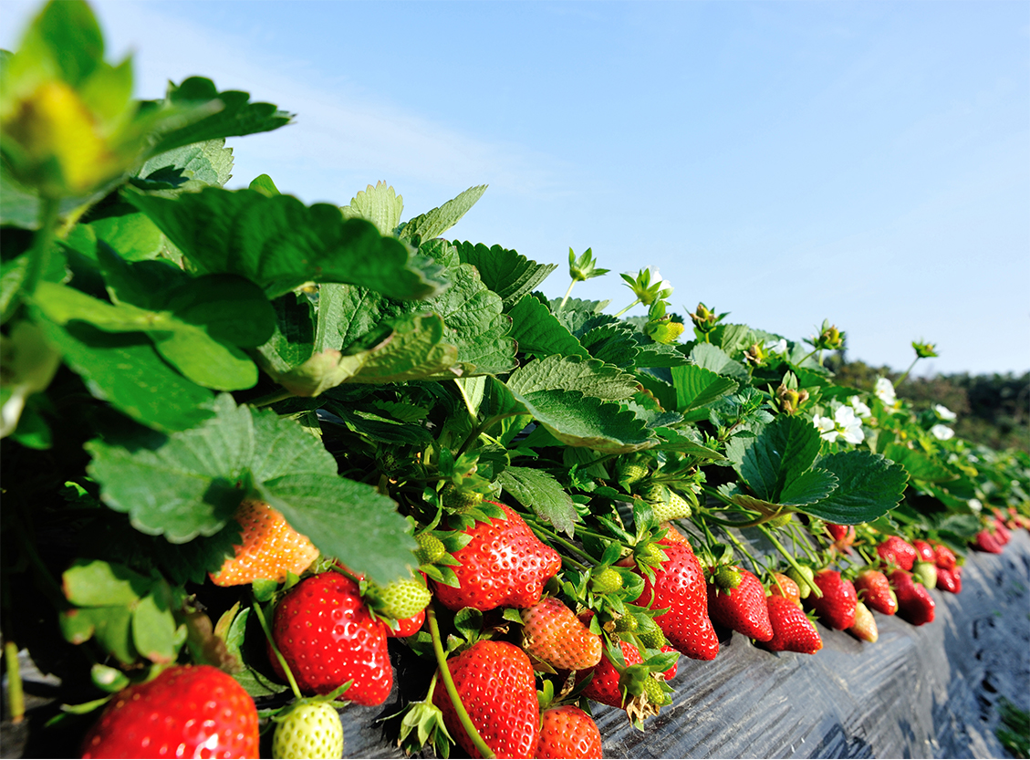 Fruit - Strawberry Yield - California | C Green